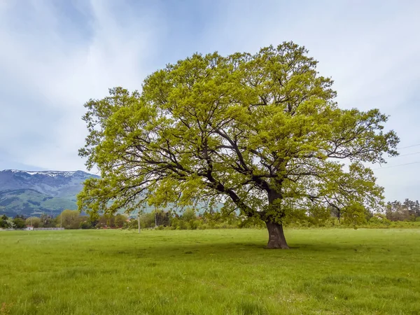 Μεγάλο Πράσινο Δέντρο Ένα Πράσινο Λιβάδι Φόντο Βουνό Θερινό Τοπίο — Φωτογραφία Αρχείου