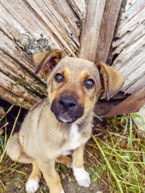 Şirin Kahverengi Bebek Sokak Köpeği Kameraya bakıyor