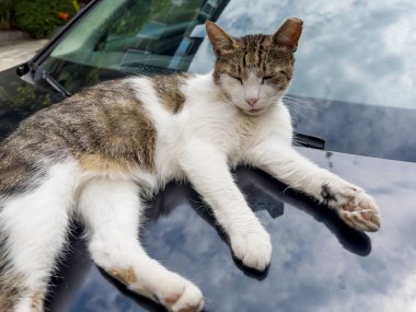 Kedi arabanın kaputunda uyuyor.