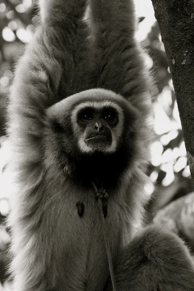 Mono en el árbol — Foto de Stock
