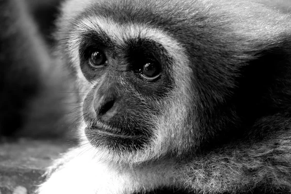 Singe b & w — Photo