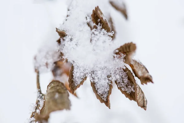 Dry Branch Snow White Background Layout Copy Space Selective Focus — Stock Photo, Image