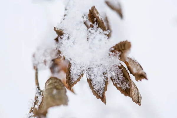 Ramo Seco Sob Neve Fundo Branco Layout Espaço Cópia Foco — Fotografia de Stock