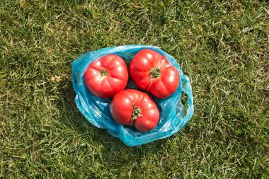 Parlak güneş ışınlarında yeşil çimenlerin arka planında duran domatesler. Seçici odak.