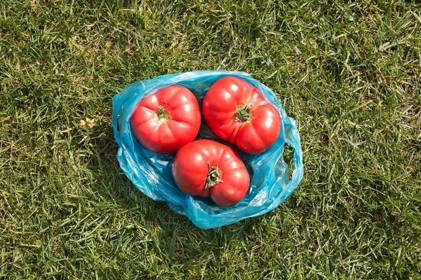 Parlak güneş ışınlarında yeşil çimenlerin arka planında duran domatesler. Seçici odak.
