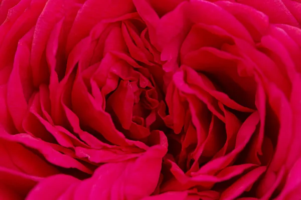 Střed Makra Červené Růže Zblízka Složení Květin Rozmazat Zvýraznit — Stock fotografie