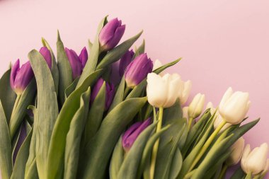 Bouquet of pink and white tulips on a pink background. Layout, flat lay, copy space, top view. Flower composition. Selective focus. Toned.