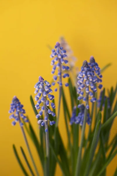 Spring Bright Muscari Yellow Vertical Background Close Macro Toned Flower — Foto de Stock