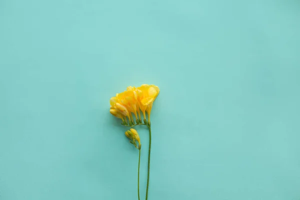Yellow Freesia Green Background Flower Composition Layout Flat Lay Copy — Foto de Stock