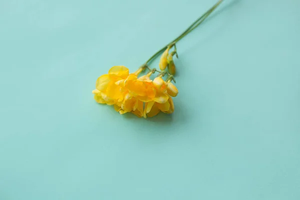Yellow Freesia Close Green Background Flower Composition — Foto de Stock