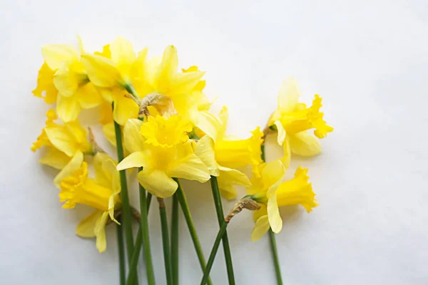 Daffodils Fundo Branco Buquê Flower Composition Minimalist Conceito Para Seu Fotografia De Stock