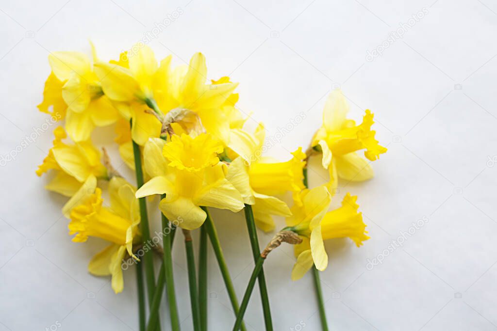 Daffodils on a white background. Bouquet. Flower composition.Minimalist concept for your mockup and project. Layout, flat lay, top view.