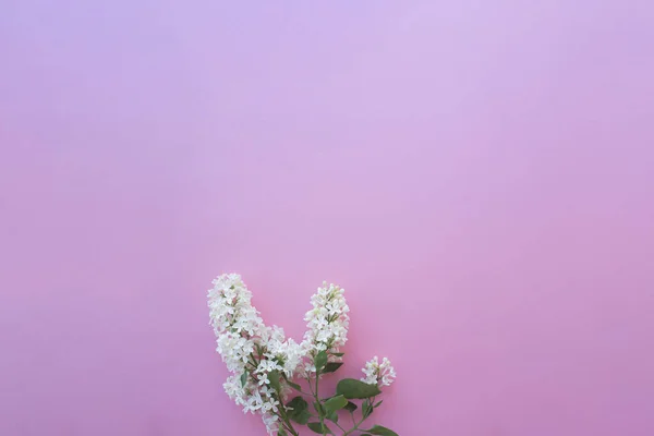 Lila Blanca Sobre Fondo Rosa Banner Composición Floral Diseño Plano — Foto de Stock