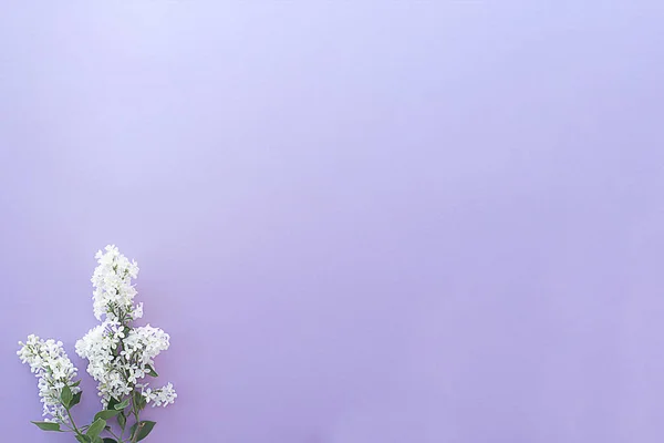 Lila Blanca Sobre Fondo Violeta Banner Composición Floral Diseño Plano — Foto de Stock