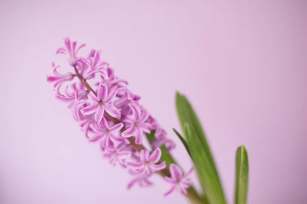 Heldere Roze Hyacint Macro Close Een Roze Achtergrond Bloemensamenstelling Selectieve — Stockfoto