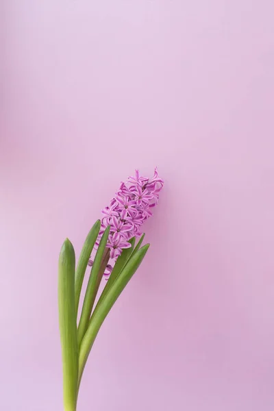 Jacinto Rosa Brillante Sobre Fondo Vertical Rosa Composición Flores Espacio — Foto de Stock