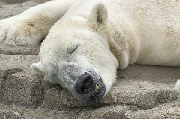 眠っているホッキョクグマ ストック写真