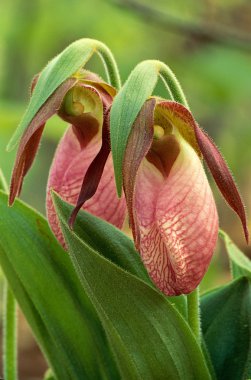 Pair of Pink Lady's Slipper Flowers clipart