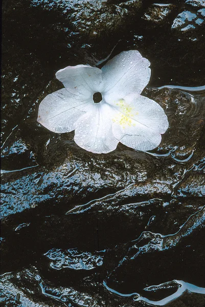 Flor de Dogwood na rocha molhada — Fotografia de Stock