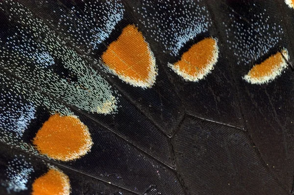 Tiger swallowtail λεπτομέρεια φτερό πεταλούδα — Φωτογραφία Αρχείου