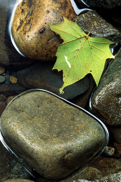 Maple leaf en rivier stenen in water — Stockfoto