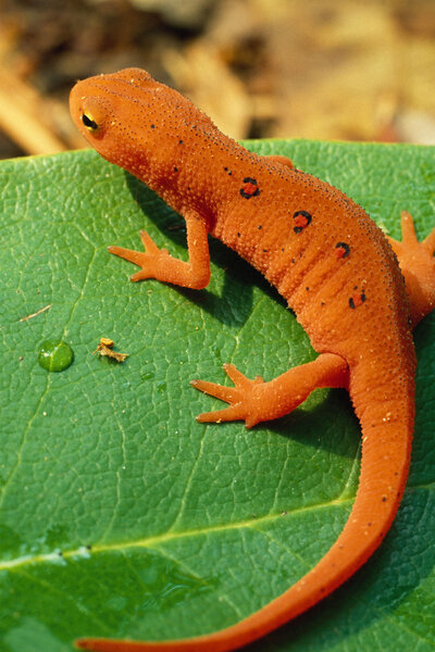 Red Spotted Newt on Leaf