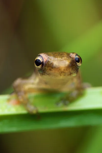 Tree Frog Portrait — Stock Photo, Image
