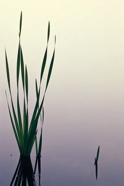 Поймать листья в спокойном пруду — стоковое фото