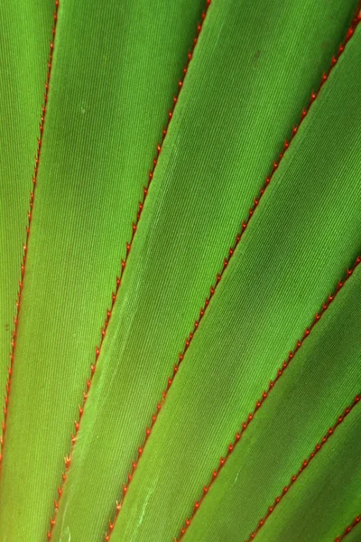 Skruva furu (Pandanus utilis) detalj — Stockfoto