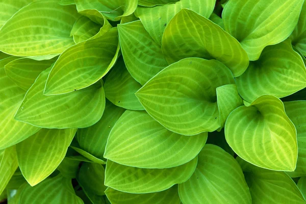 Hellgrüne Hosta-Blätter — Stockfoto