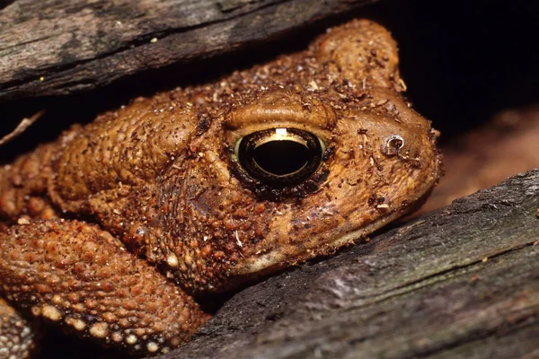 Crapaud d'Amérique dans le journal — Photo