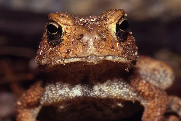 Crapaud d'Amérique regardant dans la caméra — Photo