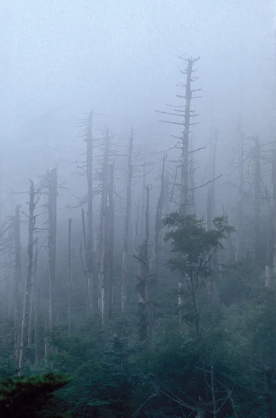 Döda träd i tung dimma Stockbild