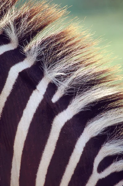 Crina-zebra — Fotografia de Stock