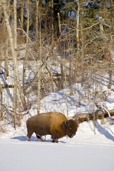 Bison i snø – stockfoto