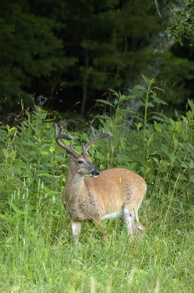 Hvit hjort Buck – stockfoto