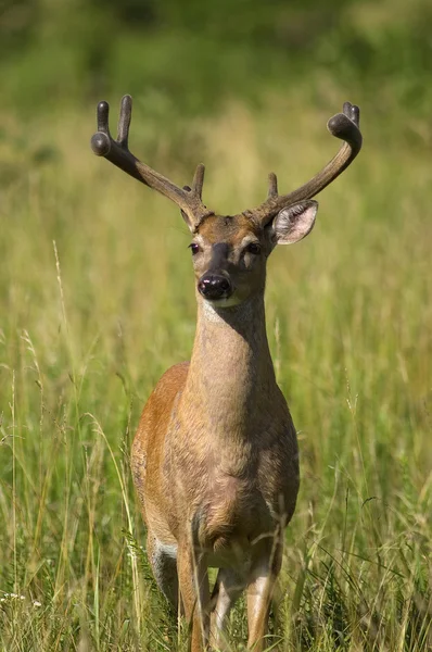 Hvit hjort Buck – stockfoto