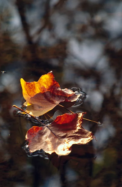 Pair of leaves floating on water — Stock Photo, Image