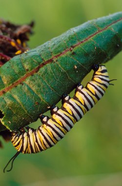 Monarch Butterfly Caterpillar clipart