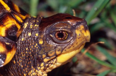 Doğu kutu turtle portre