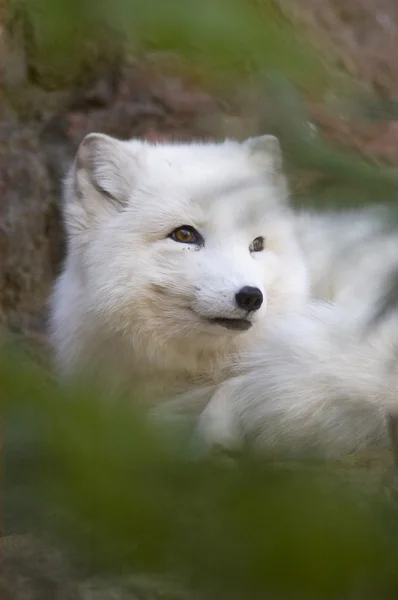 Arctic Fox Retrato — Fotografia de Stock