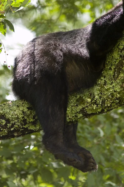 Bear Butt in Tree — Fotografie, imagine de stoc
