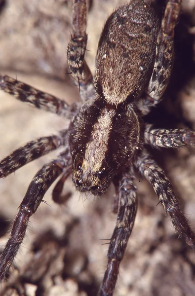 Aranha de grama Close-up — Fotografia de Stock