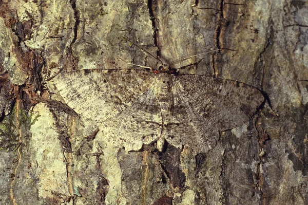 Falena marrone camuffata su corteccia d'albero — Foto Stock