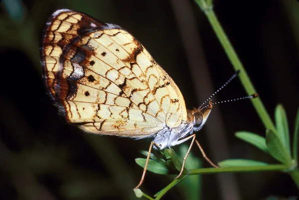Vlinder aan onkruid — Stockfoto