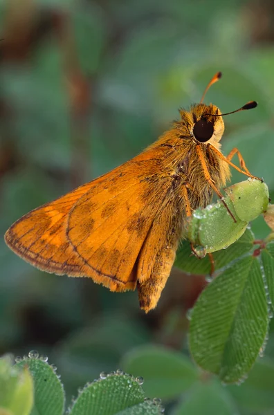 Schipper vlinder op blad — Stockfoto