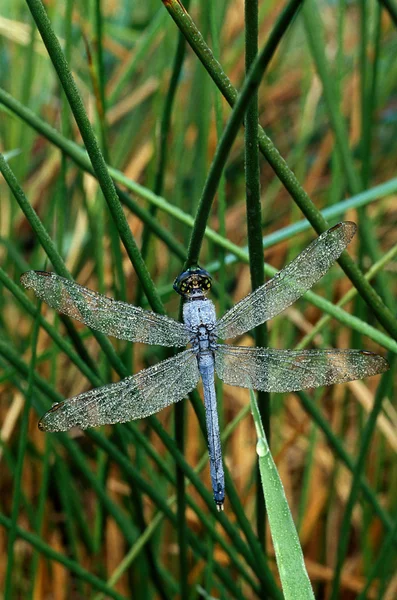 Libellula blu con rugiada — Foto Stock