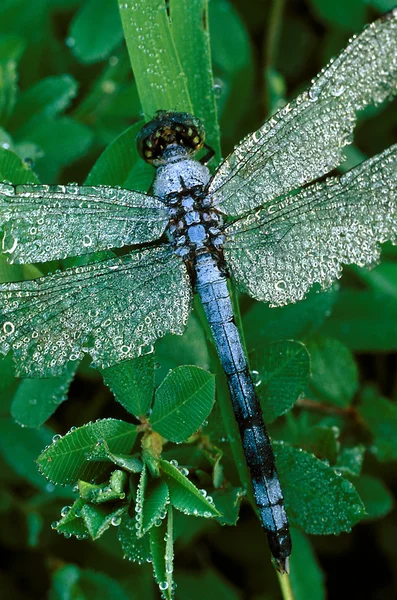 Blue Dragonfly with Dew — Stock Photo, Image