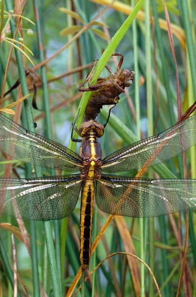 Widow Skimmer Dragonfly and Naiad case — Stock Photo, Image