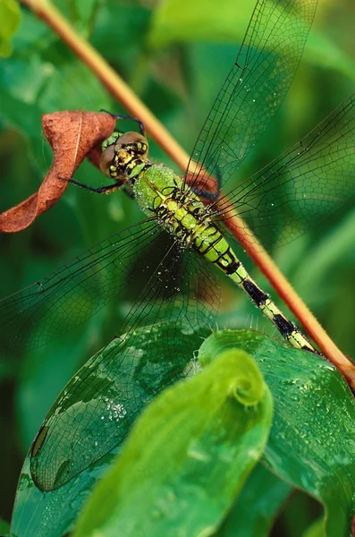 Dragonfly Darner verde (Anax junius ) —  Fotos de Stock